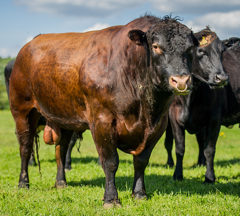 Farm Small 1