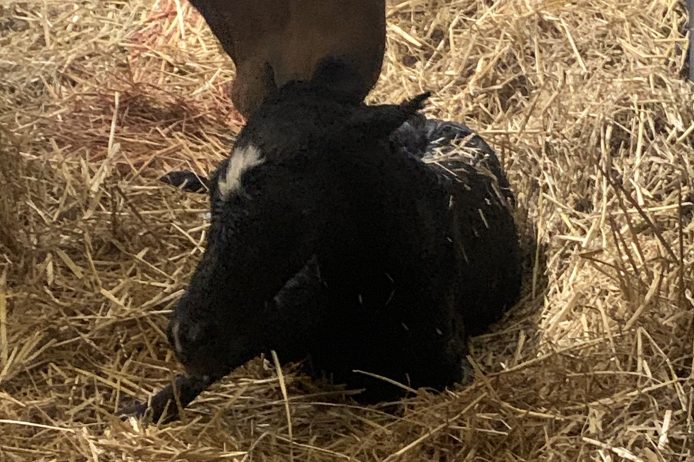 First RL foal