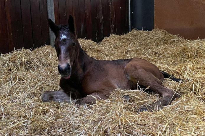 First foal 2020