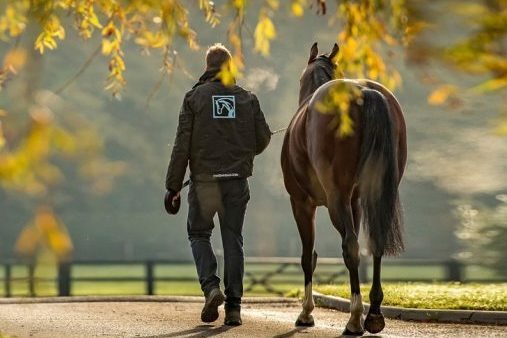 Generic News Stallions2