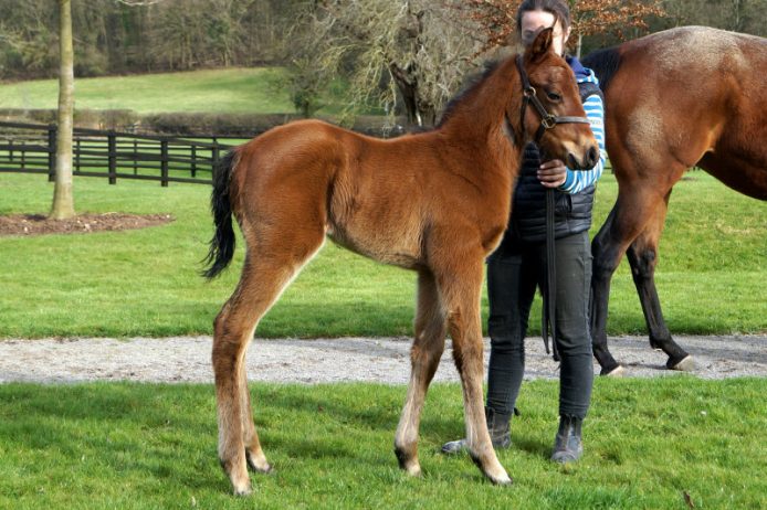 Iron Heart foal
