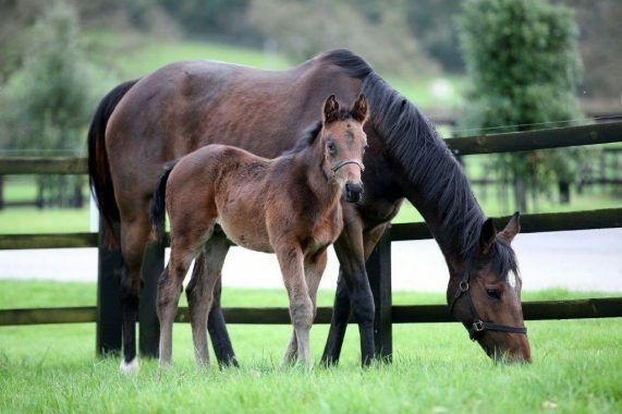 Jtj and foal