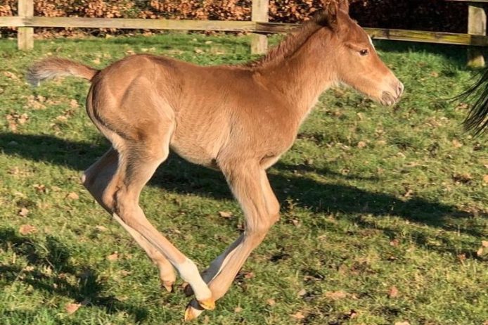 LS first foal paddock