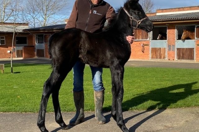 Lightning Spear x Black Sails 2020 colt 04 02 20 1