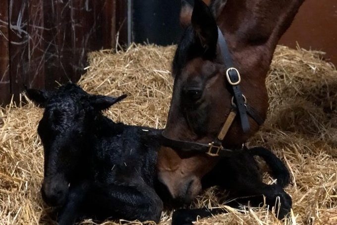 RL filly foal 2