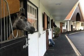 RL national stud