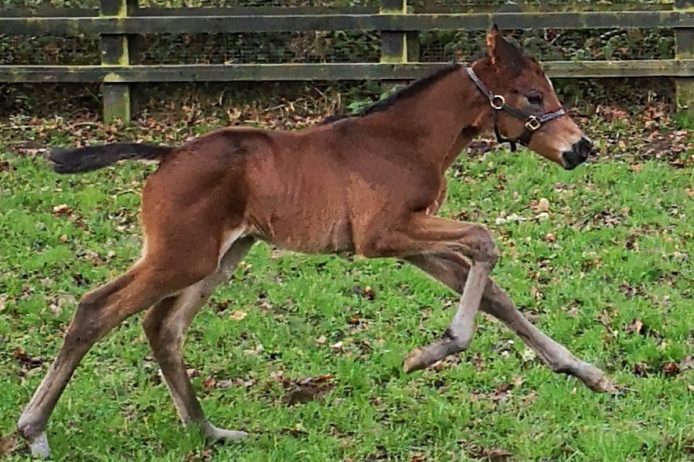 First Zoustar foal