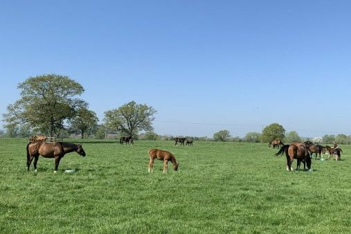 Mares and foals 2