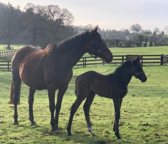 Common Knowledge and RL filly2