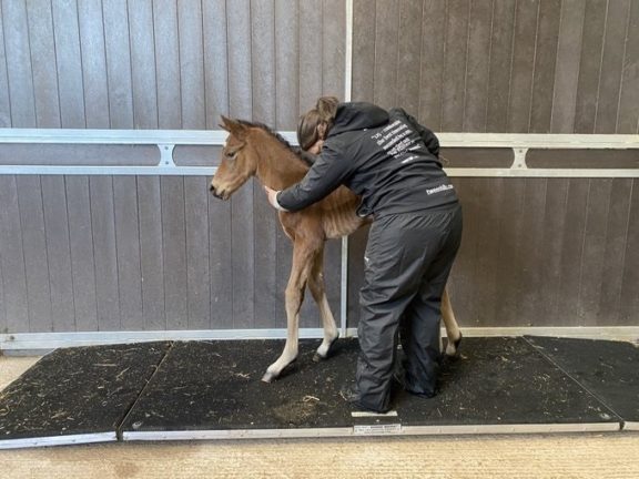 Sammy with foal 2