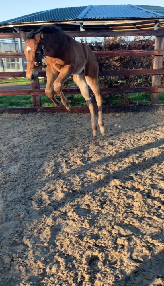 Shiba colt