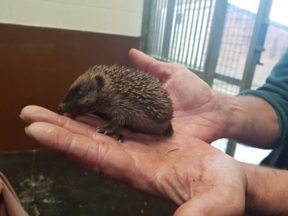Baby hedgehog