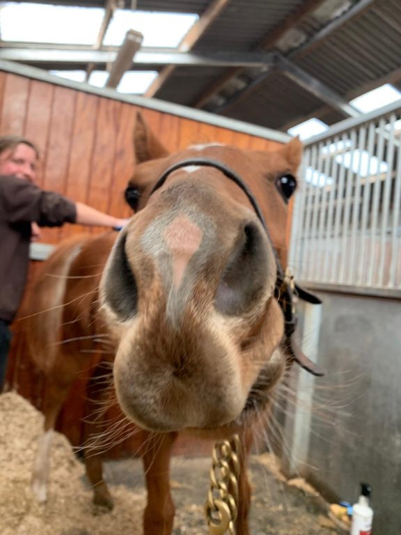 Foal enjoying groom