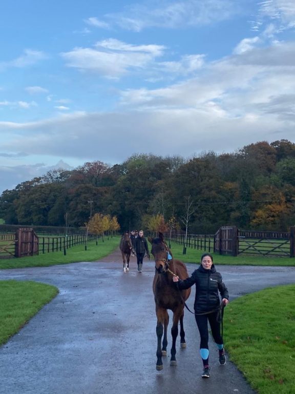 Foal walking 2