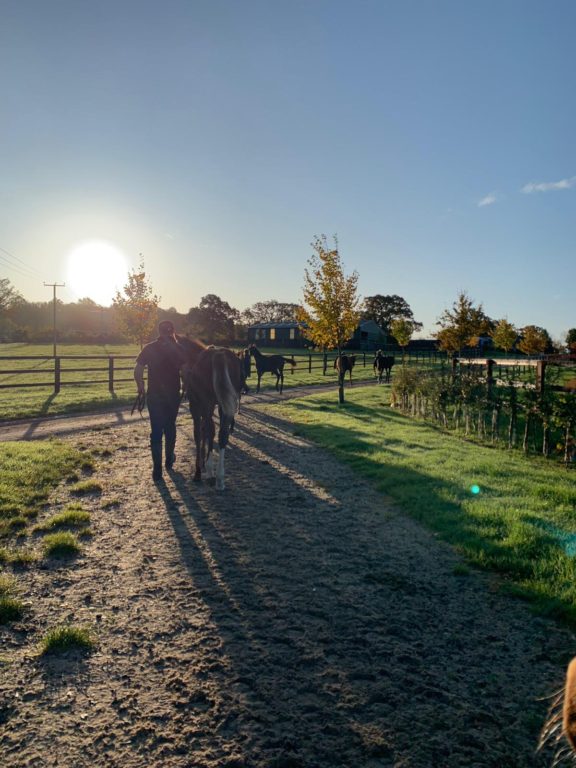 Foal walking 4